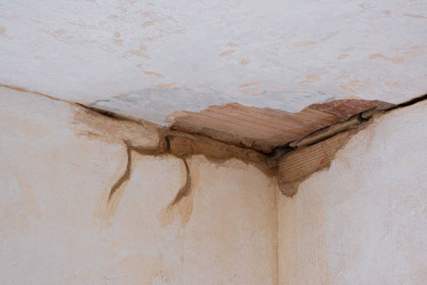Best Professional water damage repair  in Twin Grove, IL