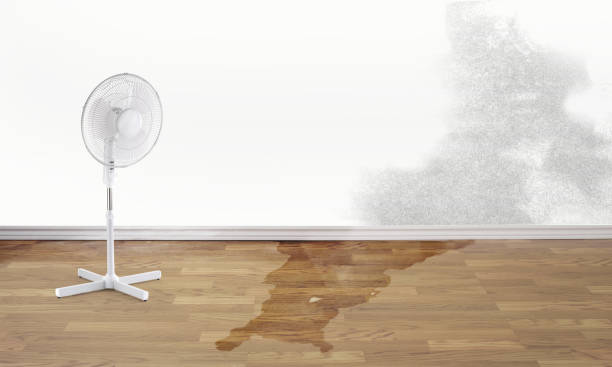 Best Water damage contractors near me  in Twin Grove, IL