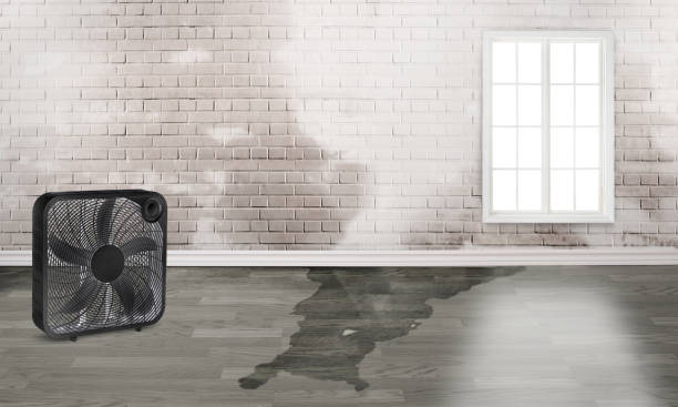 Best 24-hour water damage restoration  in Twin Grove, IL